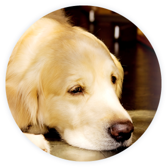 海の見える動物霊園 想い出の丘 三重県 伊勢市 鳥羽市 志摩市 松阪市 津市